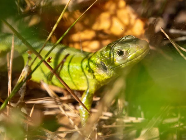 Retrato Lagarto Verde Europeu Selvagem Lacerta Viridis Escondido Grama Tarde — Fotografia de Stock