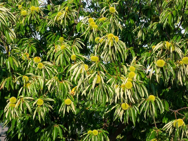 Sweet Chestnut Tree Unripe Green Cupule Leaves Late Summe — Stock Photo, Image