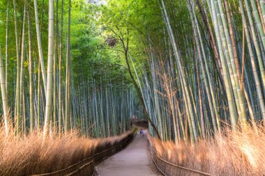 Sagano, Arashiyama, Kyoto, Japonya'daki bambu ormanından geçen yol