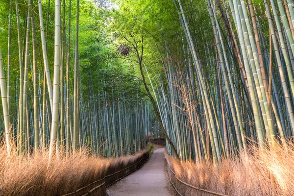 Ösvény Keresztül Bambusz Erdő Sagano Arashiyama Kyoto Japán — Stock Fotó