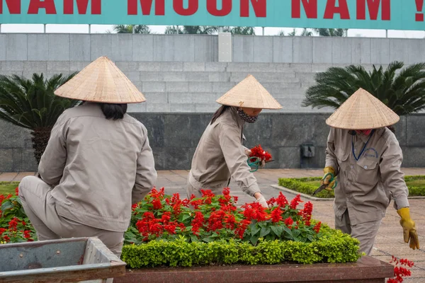 越南河内胡志明墓的园丁照料萨尔维亚花坛 — 图库照片