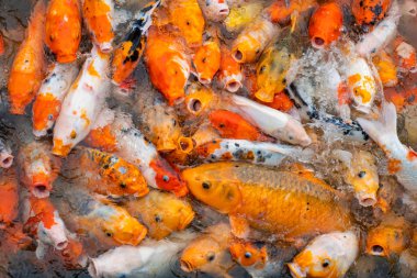 Yüzen çiftlikte renkli koi balık, Vietnam