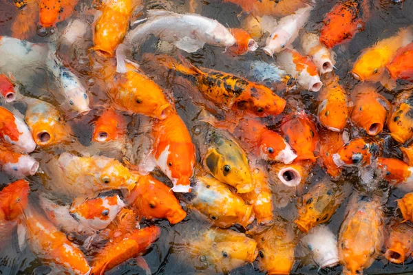 Poisson Koï Coloré Dans Ferme Flottante Vietnam — Photo