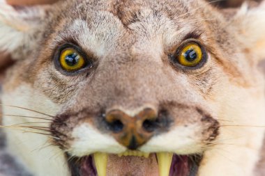 Puma, dağ aslanı, panter ya da katkı maddesi olarak da bilinir.