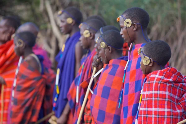 Κένυα Αφρική Ιανουάριος 2006 Έναρξη Της Young Maasi Mara — Φωτογραφία Αρχείου