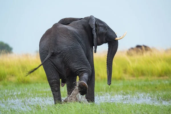 Elefant, chobe nat pk, botswana, afrika — Stockfoto