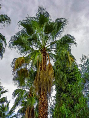 Bulutlu bir günde palmiye ağacı. Yağmur başlamadan dakikalar önce.