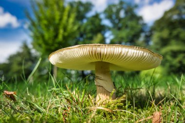 Temmuz 'da bir yaz gününde mantar makrosu