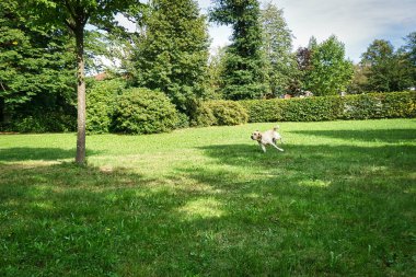 Köpek bir yaz günü parkta oynar.