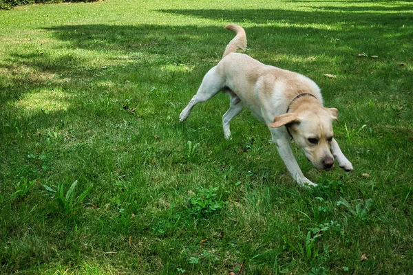 Собака грає в парку в літній день — стокове фото