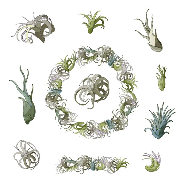 Conjunto Plantas Aire Tillandsia Corona Flores Exóticas Ilustración Vectorial Sobre — Archivo Imágenes Vectoriales