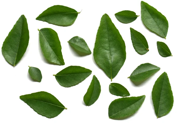 Fresh Curry Leaves Isolated White Background — Stock Photo, Image