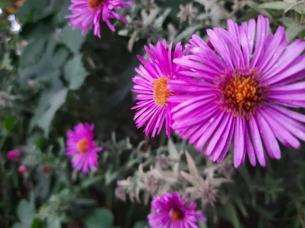 Aster Perto Nossa Casa — Fotografia de Stock