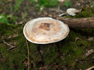 Ağaçlarda mantarlar