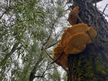 Ağaçlarda mantarlar