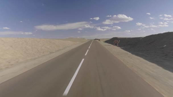 Camel Διασταύρωση Δρόμο Γυρίστηκε Κατά Την Οδήγηση Στη Μογγολία — Αρχείο Βίντεο