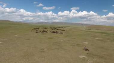 Moğolistan 'da bitmek bilmeyen bozkırlarda drone tarafından vurulan efsanevi at sürüsü.