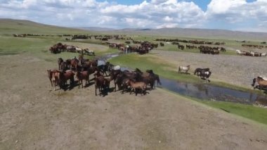 Moğolistan kartal gölgesinde nehre yakın koşan at sürüsünü hava aracı vurdu. 