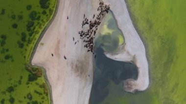 Hava aracı, Moğolistan 'daki güzel göl boyunca at sürüsünü görüntüledi.
