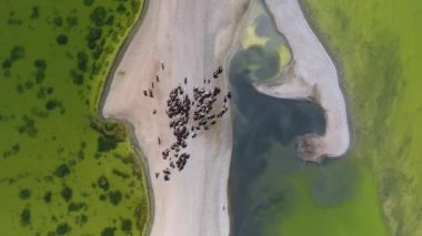 Hava aracı Moğolistan 'daki bir göl boyunca at sürüsünü görüntüledi. Kamera atlara doğru ilerliyor.
