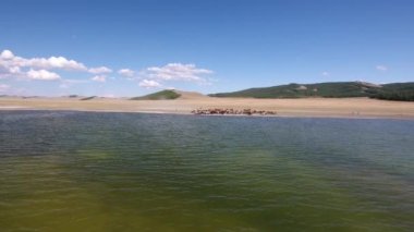 Moğolistan 'daki gölden su boyunca yürüyen at sürüsüne zum yap. Havadan