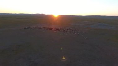 Uçan İHA 'lar sonsuz bozkırlara getirmek için koyun sürülerinin üzerinden uçarken çekildi. Arka planda dağlar ve volkan. Güneşli bir gün. Yer Moğolistan, alçak irtifa uçuşu. Gün batımı zamanı