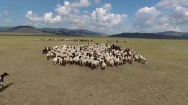 Uçan İHA 'lar sonsuz bozkırlara getirmek için koyun sürülerinin üzerinden uçarken çekildi. Arka planda dağlar ve volkan. Güneşli bir gün. Konum Moğolistan, alçak irtifa uçuş
