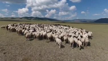 Uçan İHA 'lar sonsuz bozkırlara getirmek için koyun sürülerinin üzerinden uçarken çekildi. Arka planda dağlar ve volkan. Güneşli bir gün. Konum Moğolistan, alçak irtifa uçuş