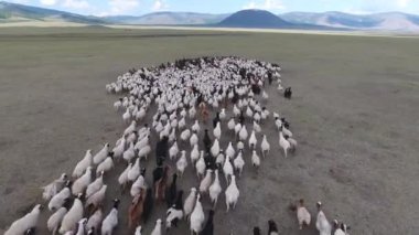 Uçan İHA 'lar sonsuz bozkırlara getirmek için koyun sürülerinin üzerinden uçarken çekildi. Arka planda dağlar ve volkan. Güneşli bir gün. Konum Moğolistan, alçak irtifa uçuş