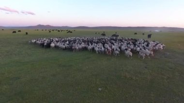 Hava aracı bir koyun sürüsüne ve yat sürüsüne doğru uçuyor. Düşük irtifa uçuşu. Gün doğumu zamanı. Konum Moğolistan