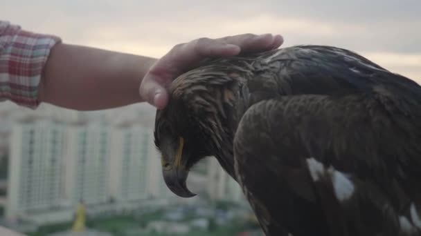 Mâna Omului Mângâie Vultur Mongolia Zaisan Timpul Apusului Soare — Videoclip de stoc