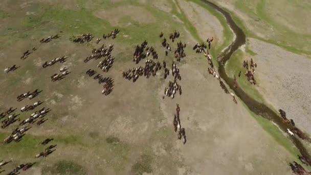 空中ドローンはモンゴルの草原で馬の群れを撃った 美しく珍しい 晴れた日の午後に川の隣に — ストック動画