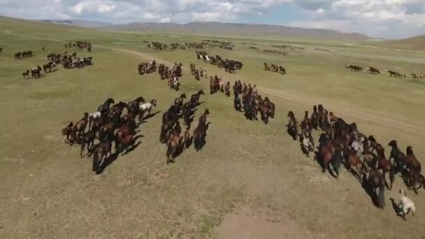 Epic Herd Horses Galloping Wild Endless Steppes Mongolia Drone Shot — Stock Video