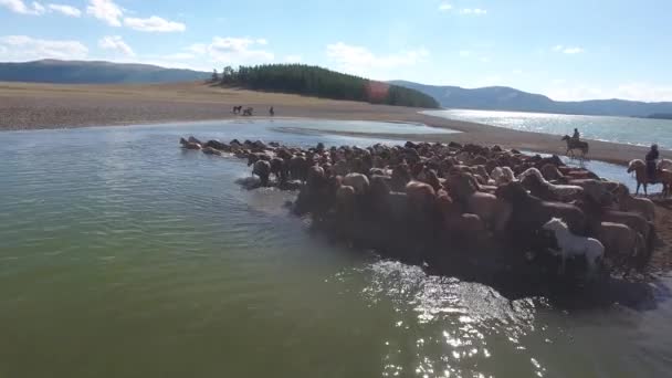 Amazing Rare Herd Horses Swimming Lake Mongolia Shot Drone — Stock Video