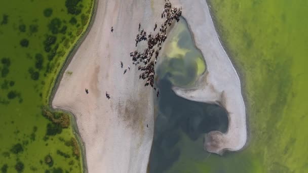 Drohne Schoss Pferdeherde Aus Der Vogelperspektive Schönen See Der Mongolei — Stockvideo