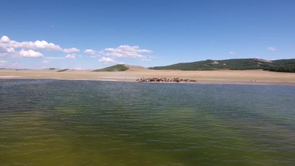 Ingrandisci Dal Lago Mongolia Alla Mandria Cavalli Che Camminano Lungo — Video Stock