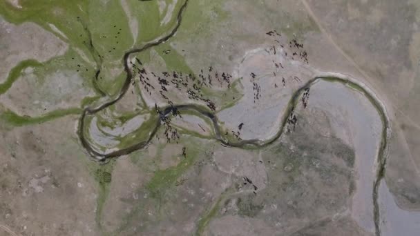 Drone Aérien Abattu Troupeau Chevaux Lignes Rivière Mongolie Belle Journée — Video