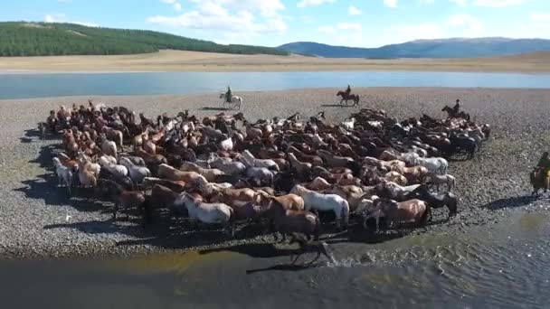 Dron Powietrzny Strzelał Stada Koni Wzdłuż Jeziora Mongolii Powiększ Koniec — Wideo stockowe