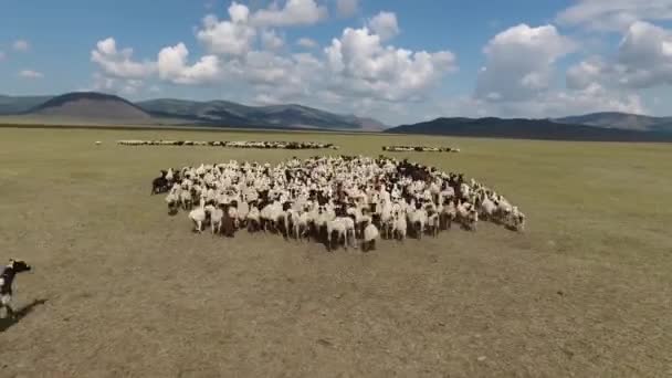 Lucht Drone Schot Vliegen Kuddes Schapen Krijgen Eindeloze Steppen Landschap — Stockvideo