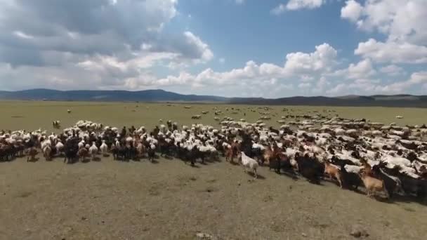 Drone Aérien Survolant Des Troupeaux Moutons Amenant Obtenir Dans Paysage — Video