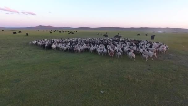 Drone Vloog Naar Een Kudde Schapen Kudde Yacks Vlucht Lage — Stockvideo