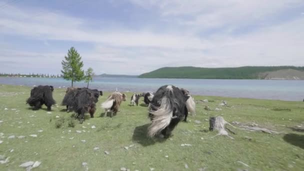 Mengikuti Yacks Sambil Berjalan Sepanjang Danau Dalam Gerak Lambat Mongolia — Stok Video