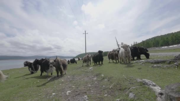 Vända Sig Flock Yacks Medan Kör Längs Sjö Slow Motion — Stockvideo