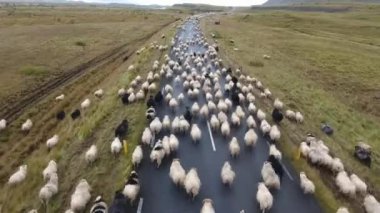 İzlanda yolunda bir koyun sürüsünün üzerinden uçan insansız hava aracı görüntüsü. Çok nadir görülür. Bulutlu bir gün, alçak irtifa uçuşu