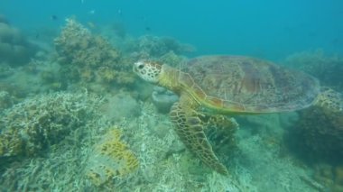 Okyanusta güneş ışınlarıyla yüzen inanılmaz kaplumbağa. Avusturalya