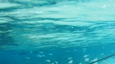 Su altında yavaş çekim, berrak su yansıması. Moorea Konumu