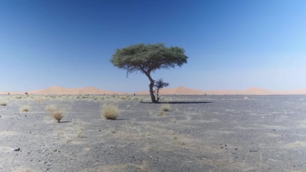 Schöner Baum Allein Einer Einsamen Landschaft Mit Sanddünen Hintergrund Wüste — Stockvideo