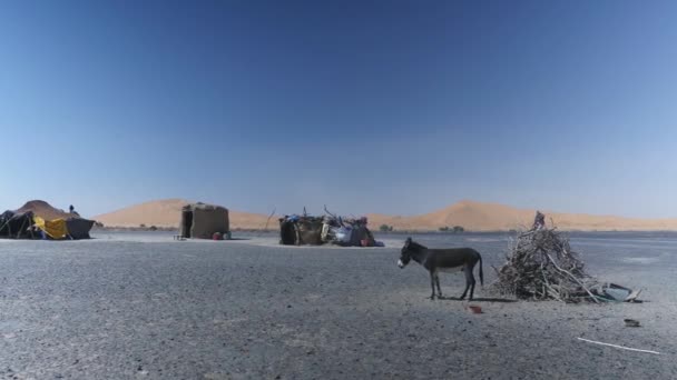 Кочевой Лагерь Пустыне Мерзуга Марокко Солнечный День Песчаные Дюны Заднем — стоковое видео