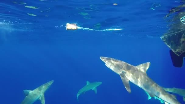 Tiburón curioso tocando un señuelo en Hawaii — Vídeo de stock