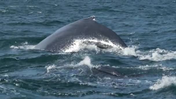 Baleines à bosse plongeant au ralenti. Islande vue depuis un bateau. — Video